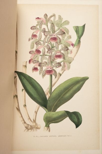 PUYDT (E.de)
Les orchidées. Histoire iconographie.
Paris,...