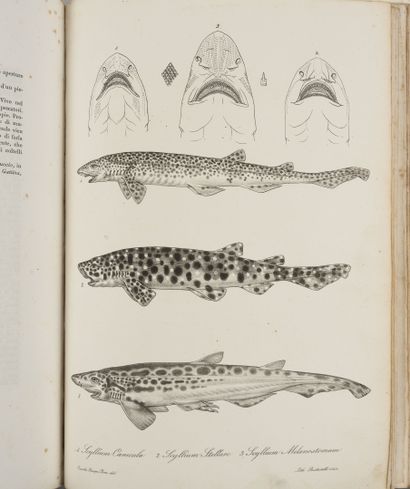 BONAPARTE (Carlo L. Principe).
Iconografia...