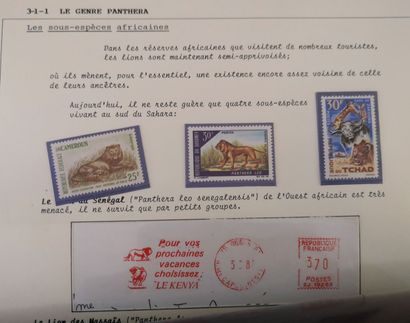 Set of sheets on felids (prehistory, classification,...