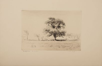Edgar CHAHINE (1874-1947)
Anglet, cork oak,...