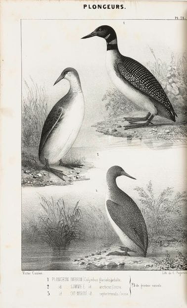 BOUTEILLE Louis Hippolyte (1804-1881)
Ornithologie...