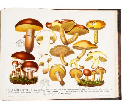 BARLA Jean-Baptiste (1817-1896)
The mushrooms...