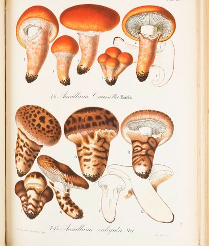 BARLA Jean-Baptiste (1817-1896)
Illustrated...