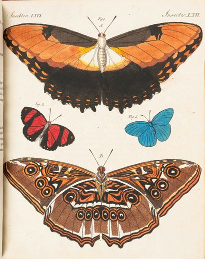 BERTUCH Friedrich Justin (1747-1822)
Bilderbuch...