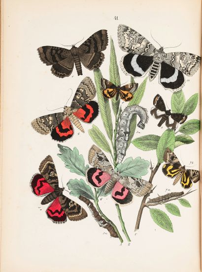 SAND Maurice (1823-1889)
Le monde des papillons....