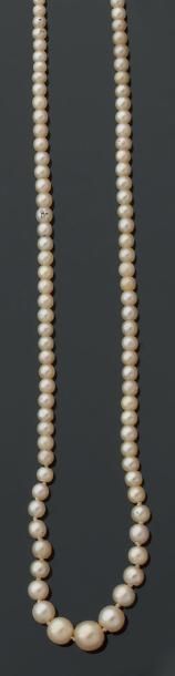 Collier de petites perles fines en chute....
