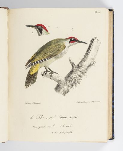 ROUX (Polydore)
Ornithologie provençale ou...