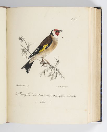 ROUX (Polydore)
Ornithologie provençale ou...