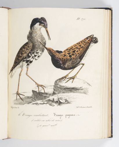 ROUX (Polydore)
Ornithologie provençale ou...