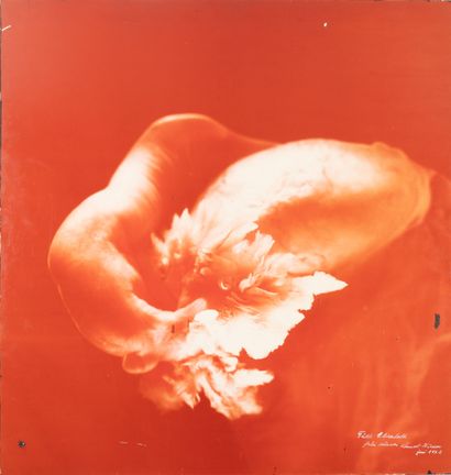 Lennart NILSSON (1922-2017)
Cell, flower...