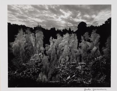 Gasho YAMAMURA (20th)
On Vegetation (forest...