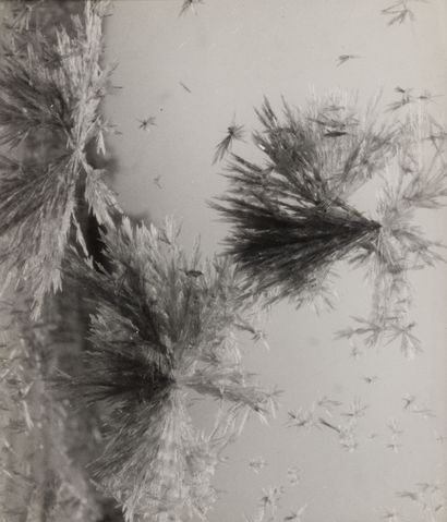 Pierre BOUCHER (1908-2000)
Plants (Grasses?...