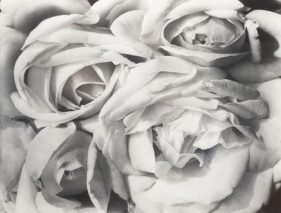 Tina MODOTTI (1896-1942)
Roses, Mexico, circa...