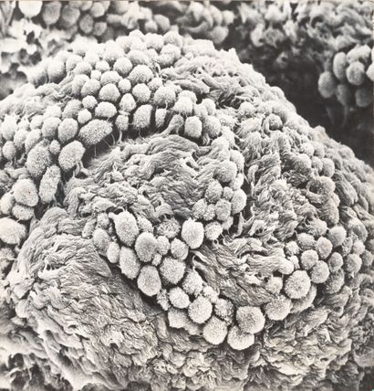 Lennart NILSSON (1922-2017)
Cells (scientific...