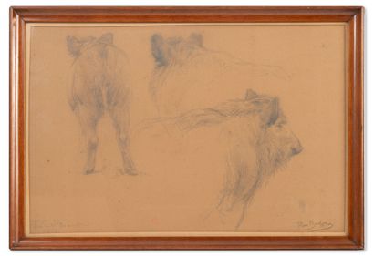 Rosa BONHEUR (1822-1899)
Study of wild boar....
