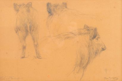 Rosa BONHEUR (1822-1899)
Study of wild boar....