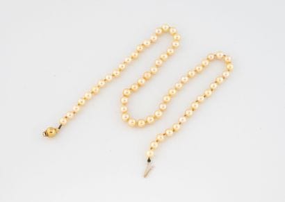 Collier de perles culture, fermoir or jaune...