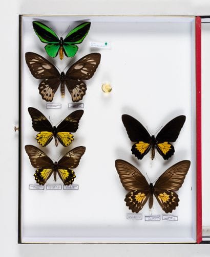 Ornithoptera priamus kassandra.
Troides cuneifera...