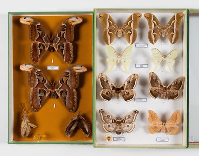 Two boxes: 
- Saturnia pyri / Actia selene...