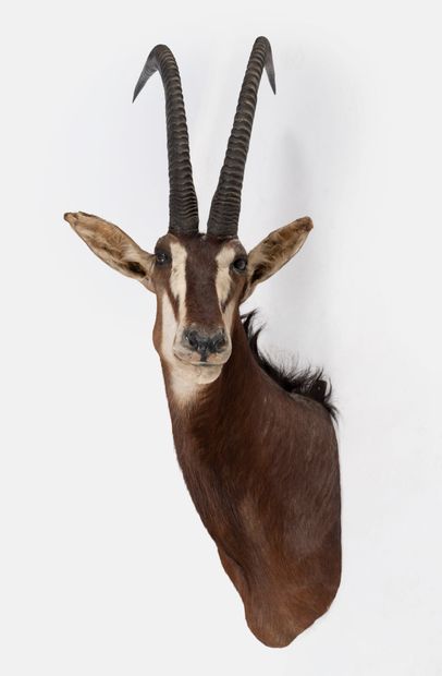Black hippotragus, Hippotragus niger.
Naturalized...