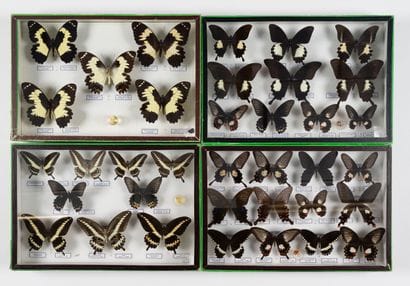 Four boxes: 
- 12 specimens of Papilio alphenor...