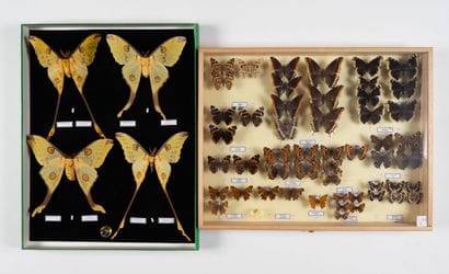 Two boxes:
- 2 pairs of Argema mittrei.
50...