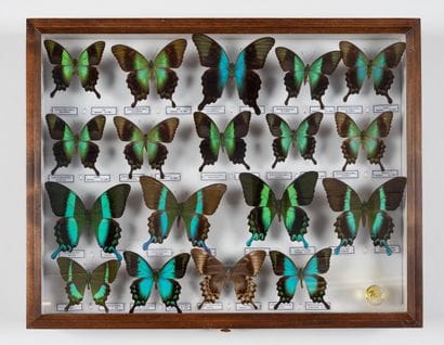 Papilio peranthus, P. blumei, P.lorquinianus.
One...