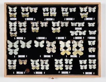 Four boxes: 
- Pieridae / Anthocaris / Gonepteryx.
25.5...