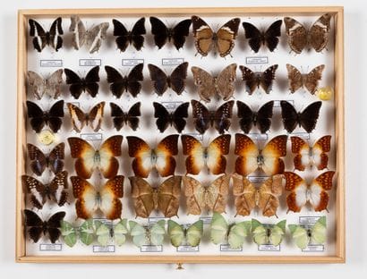 Charaxes Etheocles group, about twenty species.
One...