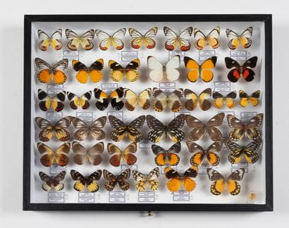 Delias spp.: 39 specimens
One box. 
40 x...