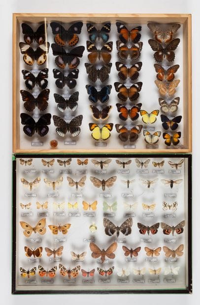 Two boxes: 
- French moths (46 specimens).
39...