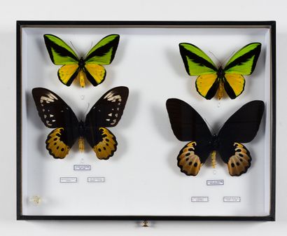 Ornithoptera goliath samson.
Ornithoptera...