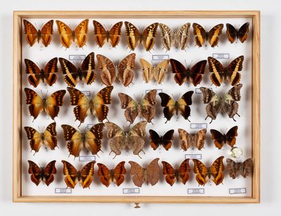Charaxes spp. 
One box.
39 x 50 x 6 cm.