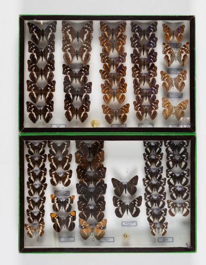 Two boxes: 
- Limenitininae.
- Apaturinae.
26...