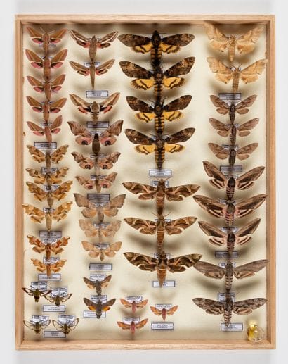 Sphingidae France.
One box.
50 x 39 x 6 ...