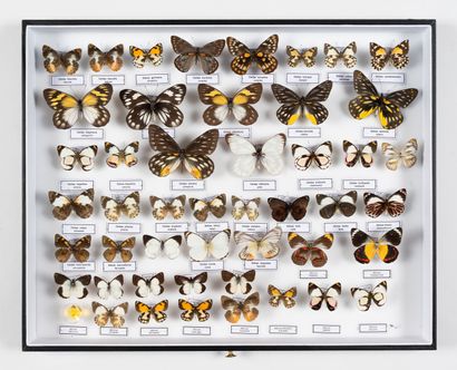 47 specimens of Delias spp.
One box.
40 x...