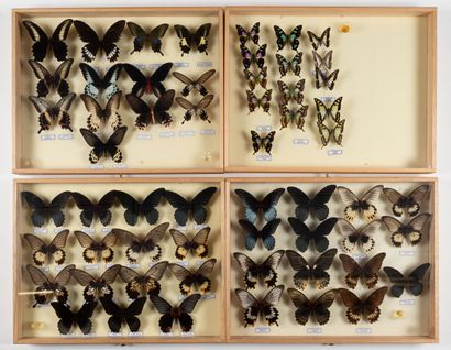 Four boxes: 
- Papilio nemnon.
- Papilio...