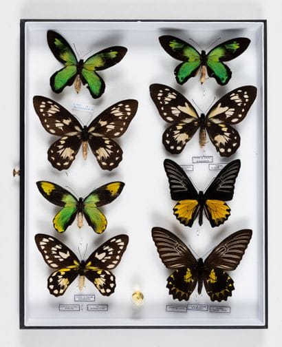 Ornithoptera victoriae epiphanes.
Troides...