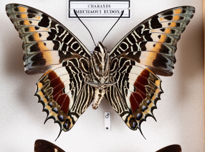 Charaxes spp. about twenty specimens.
One...