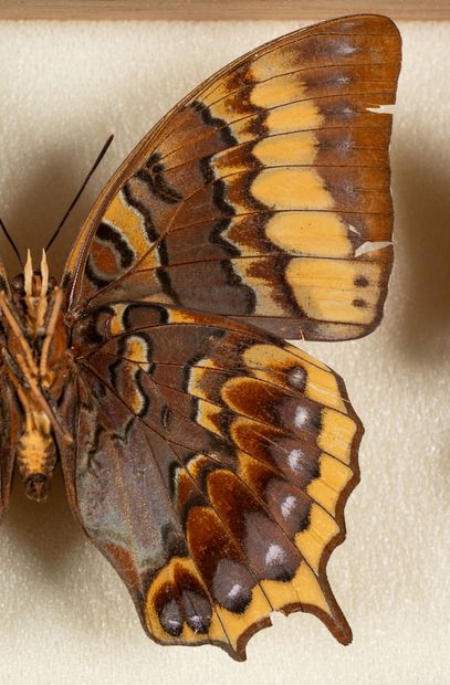 Charaxes spp.
One box.
39 x 50 x 6 cm.