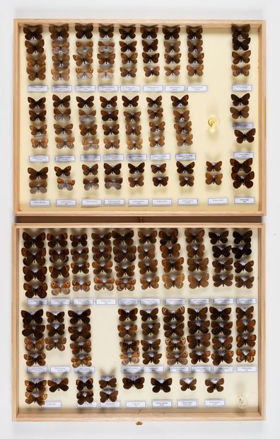 Two boxes: 
- Numerous species of Erebia.
-...