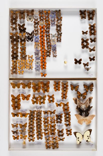 Five boxes : 
- 20 specimens of Delias spp.
26.5...
