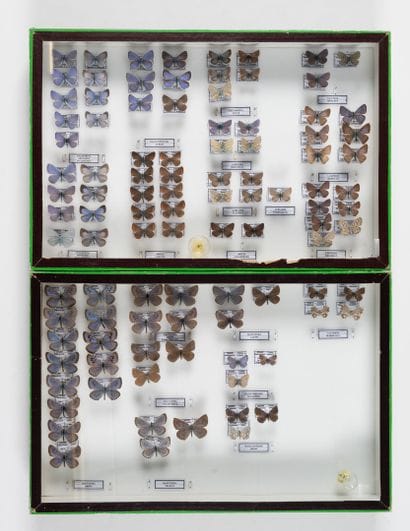 Two boxes:
- Lycaenidae.
- Lycaenidae.
26...