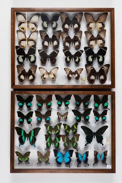 Two boxes:
- Asian Papilio spp.: 21 specimens.
-...