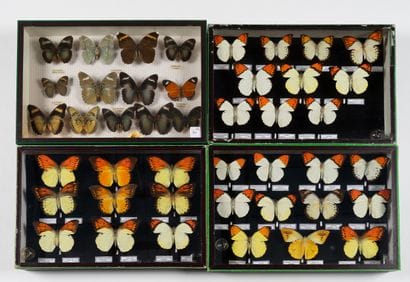 Four boxes: 
- Euphaedra *13.
- Exotic Pieridae,...