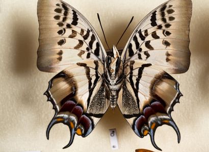 Charaxes spp.
One box.
39 x 50 x 6 cm.