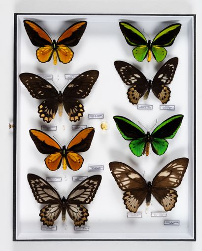 Ornithoptera priamus bornemanni.
Ornithoptera...