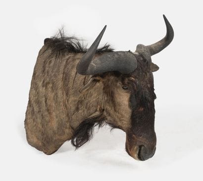 Blue wildebeest, Connochaetes taurinus.
Naturalized...