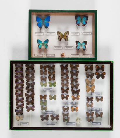 Two boxes: 
- Lycaenidae Theclinae.
26 x...