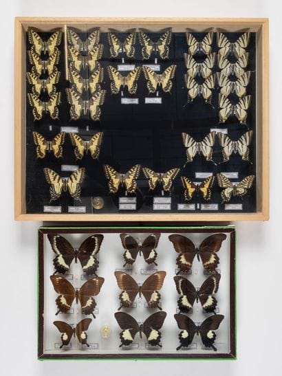 Two boxes: 
- Papilio machaon /Iphiclides.
40...